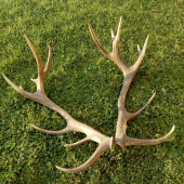 16torak  6.7kg