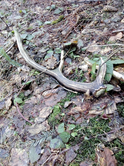 Vlaňajší ale potesil