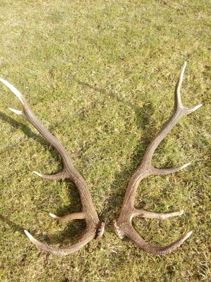 Už sú spolu perlovance.