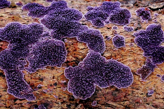 ryhovec hnedofialový (Trichaptum fuscoviolaceum)