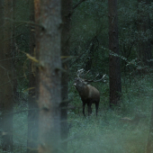jesenná pieseň lásky