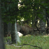 Súboj o lesné kráľovstvo