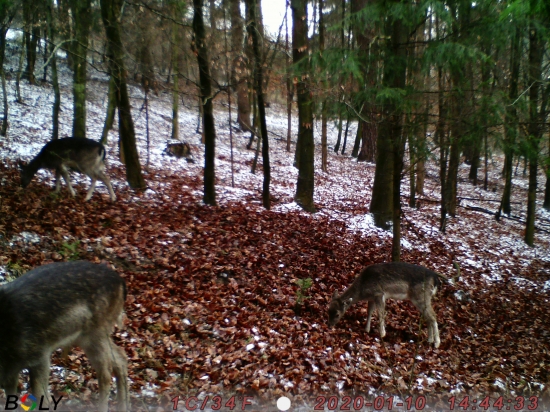 Dančie