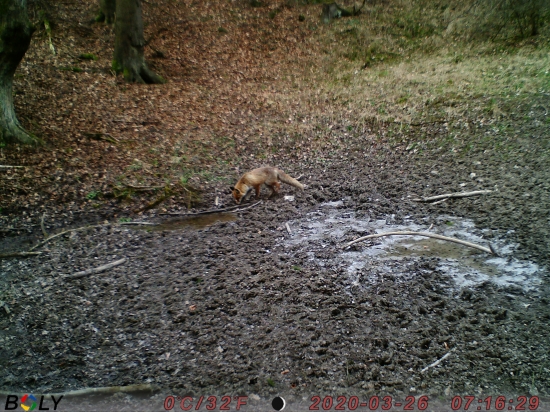 Fox