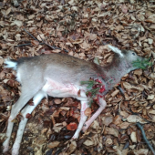 Danielča prvý ulovok