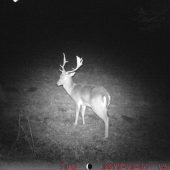 Silvestrovský daniel