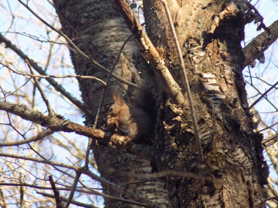 prvoaprílová veverica
