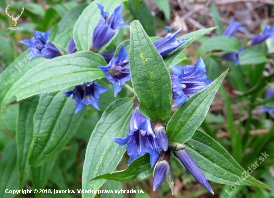 horec luskáčovitý (gentiana asclepiadea)