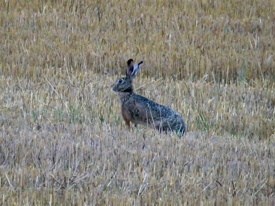 ušiak