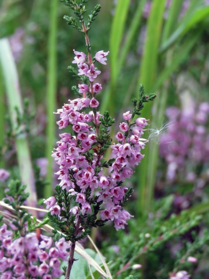 vres obyčajný (Calluna vulgaris)