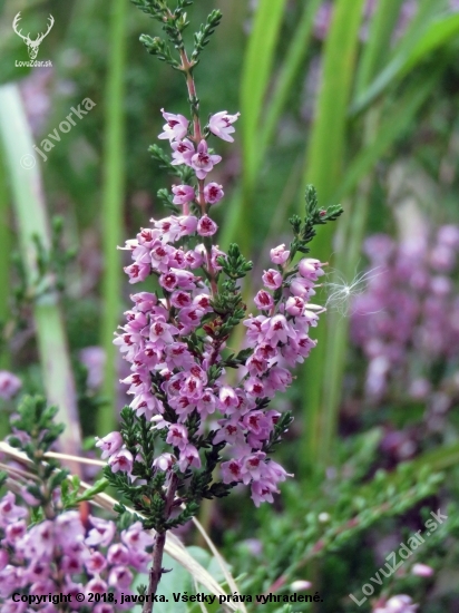 vres obyčajný (Calluna vulgaris)