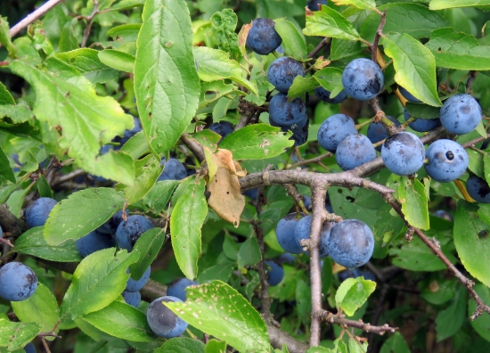 trnka obyčajná (Prunus spinosa)