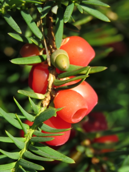 tis obyčajný (taxus baccata)