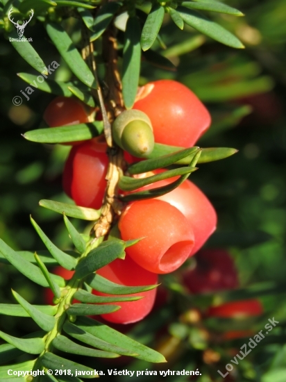 tis obyčajný (taxus baccata)