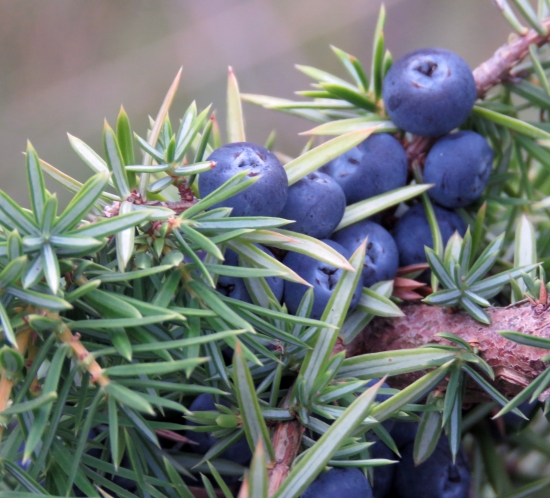 borievka obyčajná (Juniperus communis)