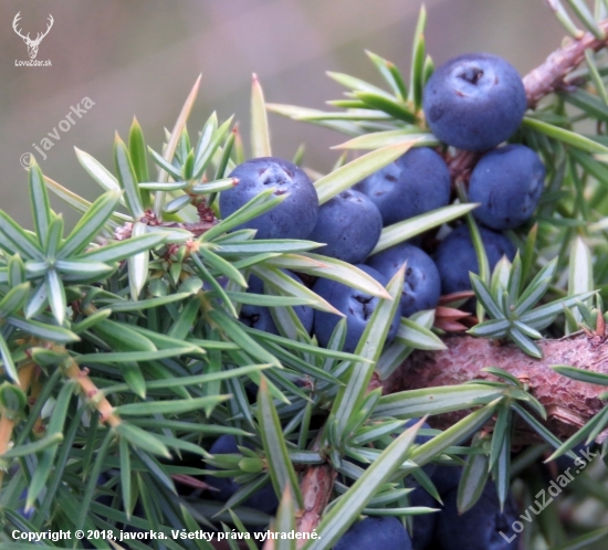 borievka obyčajná (Juniperus communis)