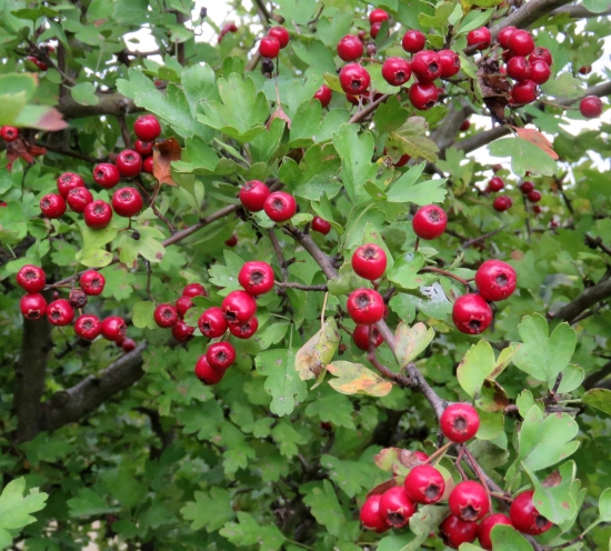 hloh obyčajný (crataegus laevigata)