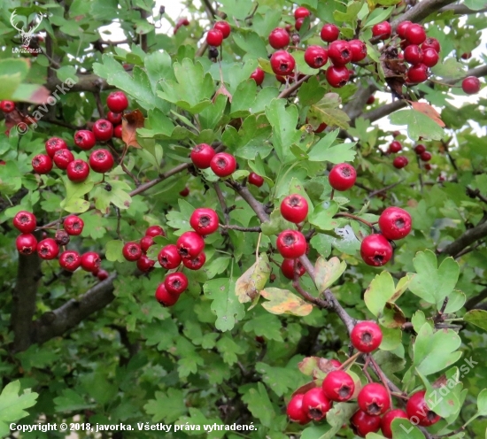 hloh obyčajný (crataegus laevigata)