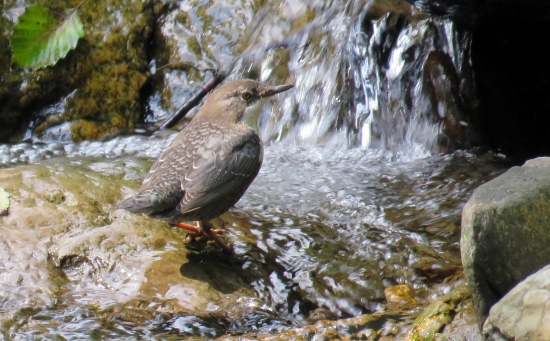 vodnár potočný (cinclus cinclus)