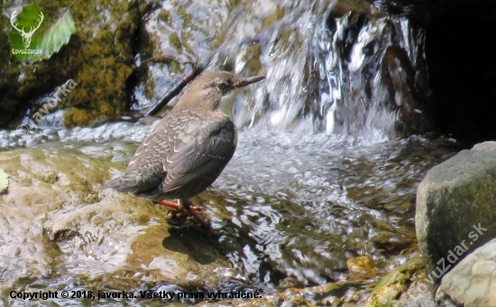 vodnár potočný (cinclus cinclus)