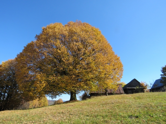 košatá, sfarbená do zlata