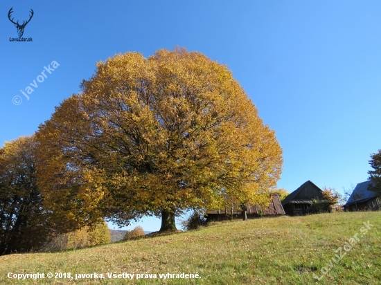 košatá, sfarbená do zlata