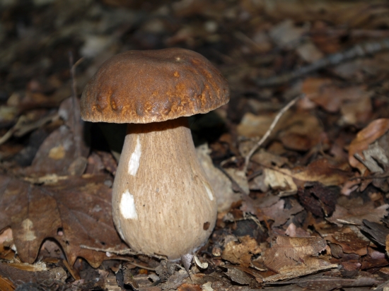 aj slimák si pochutil  :)