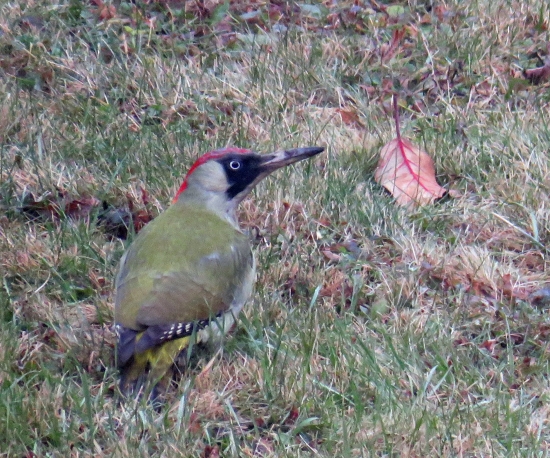 Žlna zelená (picus viridis)