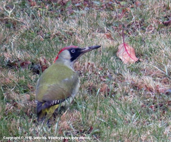 Žlna zelená (picus viridis)