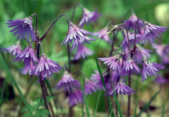 soldanelka horská (soldanella montana)
