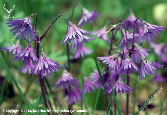 soldanelka horská (soldanella montana)