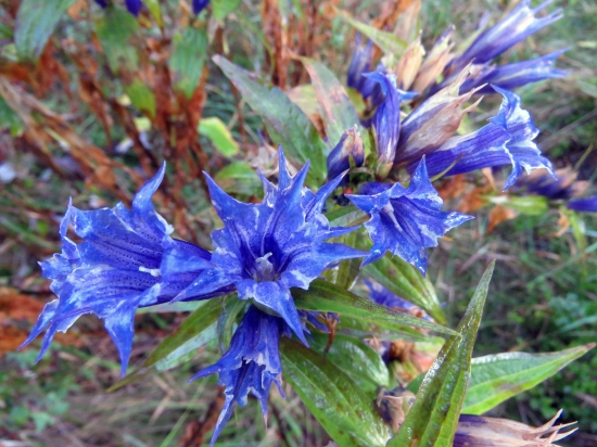 horec luskáčovitý (gentiana asclepiadea)