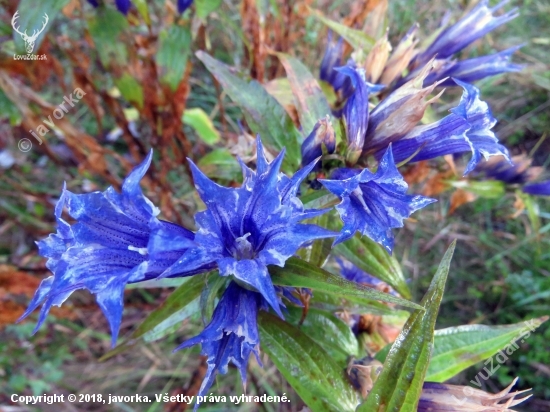 horec luskáčovitý (gentiana asclepiadea)