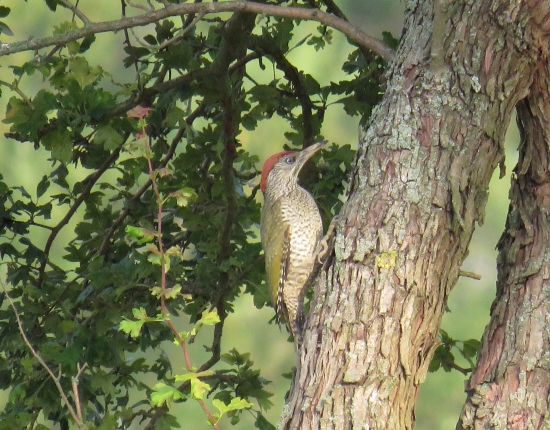 žlna zelená - picus viridis