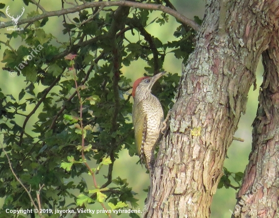 žlna zelená - picus viridis