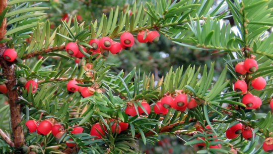 tis obyčajný - taxus baccata
