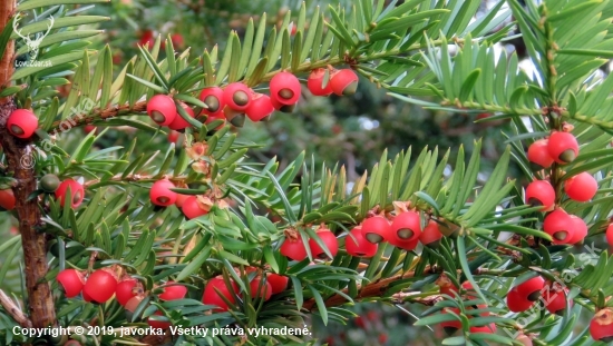 tis obyčajný - taxus baccata