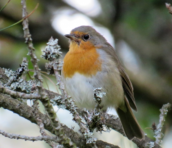 červienka obyčajná (slávik červienka) - Erithacus rubecula