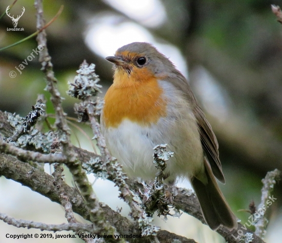 červienka obyčajná (slávik červienka) - Erithacus rubecula