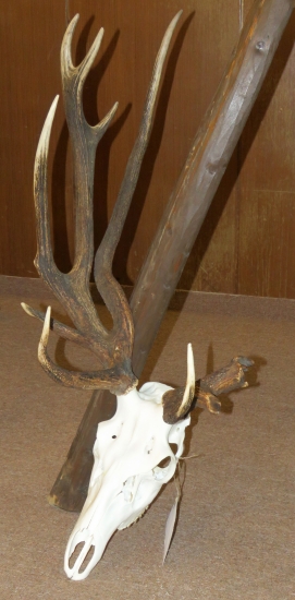 pre mňa najkrajší z prehliadky :)