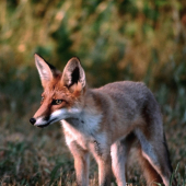 Líška vo večerných lúčoch slnka