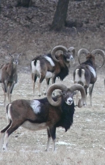 Muflóny