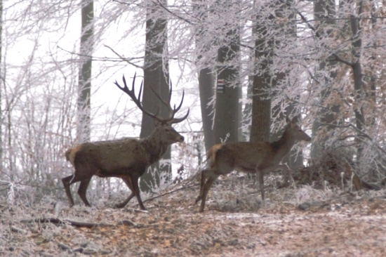 Jeleň v lese s  inovaťou