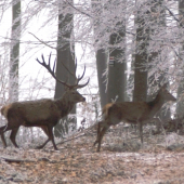 Jeleň v lese s  inovaťou