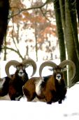 Muflony v zasneženom lese