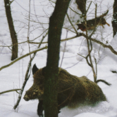 Diviak sledovaný kopovom