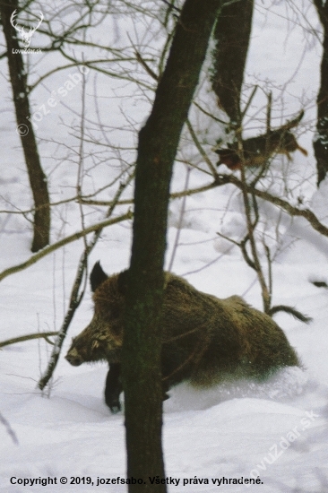 Diviak sledovaný kopovom