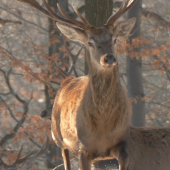 Mladý nádejný jeleň