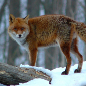 Zoči voči lišiakovi