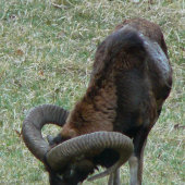 Muflón